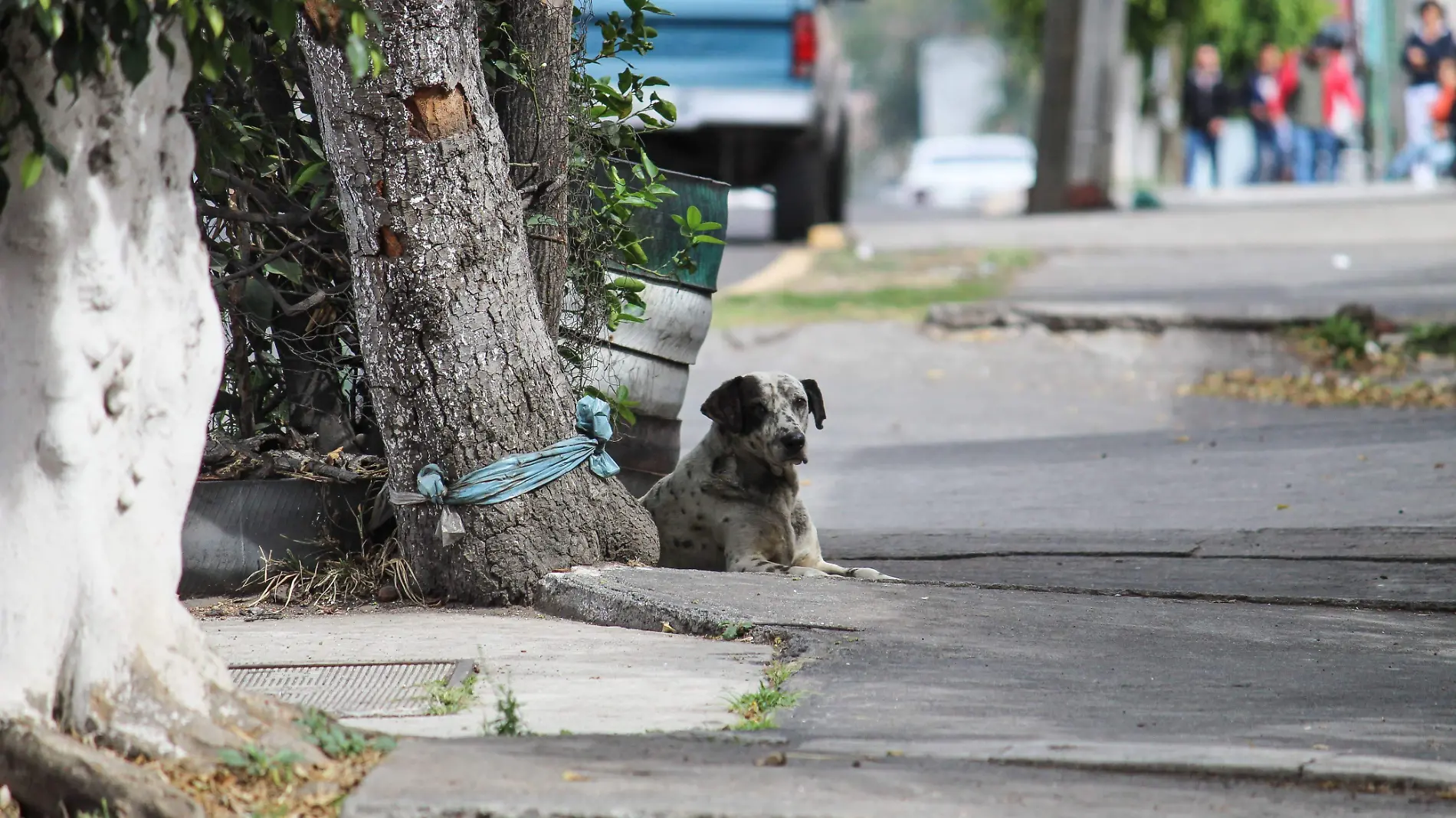 Perro - Mascota 2